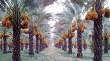 إرشادات زراعية لمزارعي النخيل خلال شهر مايو
