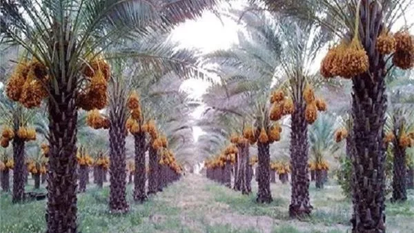 إرشادات زراعية لمزارعي النخيل خلال شهر مايو إرشادات زراعية لمزارعي النخيل خلال شهر مايو