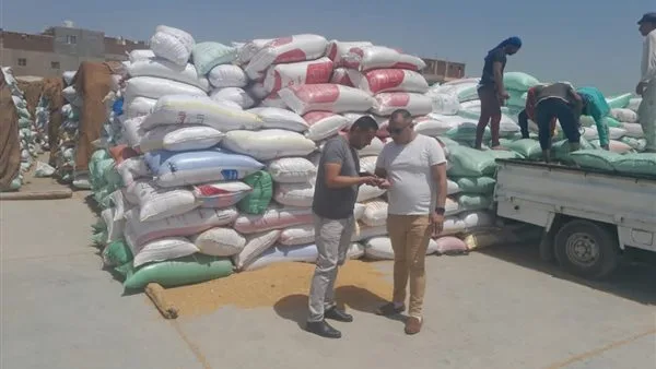 إستمرار أعمال توريد القمح بالشون والصوامع بأبو المطامير