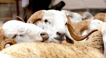 إعلان عطلة خاصة يوم الإثنين 9 يونيو 2025 احتفالاً بعيد الأضحى المبارك