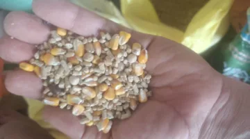 إلقاء القبض على أكثر من 22 طنًا من القمح المحلي المهرب في عدة متاجر لبيع الأعلاف.
