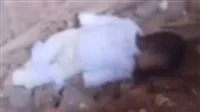 إلقاء القبض على سيدة أنجبت طفلًا في حمام محطة طنطا وهربت بعد ذلك