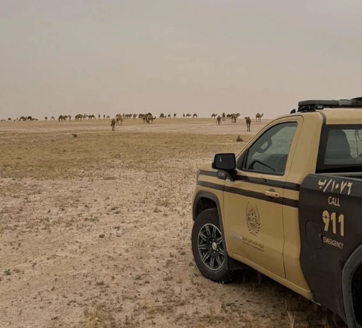 إلقاء القبض على شخص لمخالفة قواعد الرعي في محمية الملك عبدالعزيز الملكية إلقاء القبض على شخص لمخالفة قواعد الرعي في محمية الملك عبدالعزيز الملكية