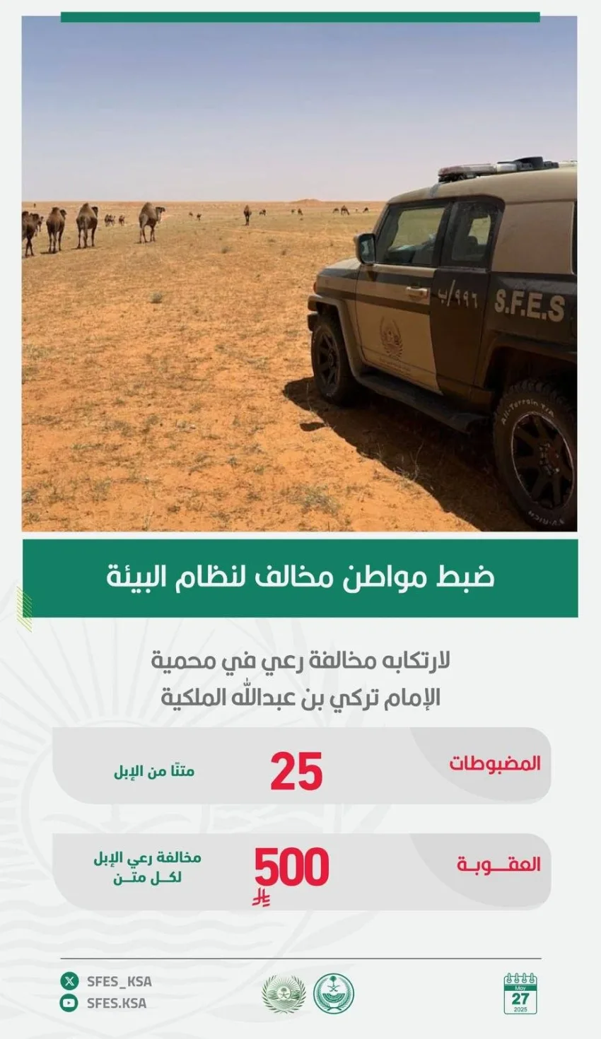 إلقاء القبض على مواطن لتربيته مجموعة من الإبل في محمية الإمام تركي بن عبدالله الملكية إلقاء القبض على مواطن لتربيته مجموعة من الإبل في محمية الإمام تركي بن عبدالله الملكية
