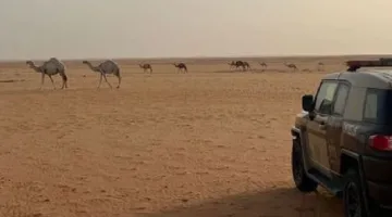 إلقاء القبض على مواطن مخالف لقوانين البيئة في محمية الإمام عبدالعزيز بن محمد الملكية
