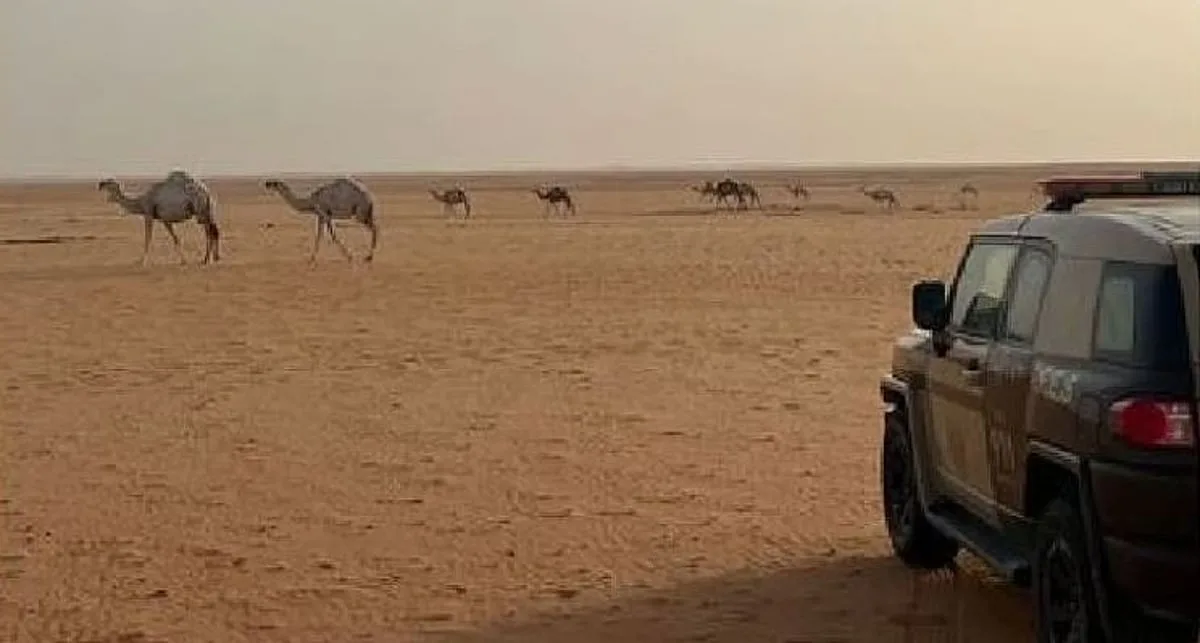 إلقاء القبض على مواطن مخالف لقوانين البيئة في محمية الإمام عبدالعزيز بن محمد الملكية إلقاء القبض على مواطن مخالف لقوانين البيئة في محمية الإمام عبدالعزيز بن محمد الملكية