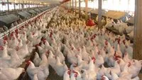 اتحاد مربي الدواجن: فقدان 30% من الطيور بسبب فيروس وبائي