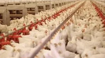 “اتحاد منتجي الدواجن” يكذب أنباء عن نفوق 30% من الثروة الداجنة بسبب المرض