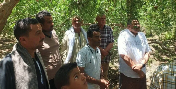 اجتماعات منتظمة مع مزارعي الرمان في أسيوط لمناقشة التحديات وتعزيز القطاع الزراعي اجتماعات منتظمة مع مزارعي الرمان في أسيوط لمناقشة التحديات وتعزيز القطاع الزراعي