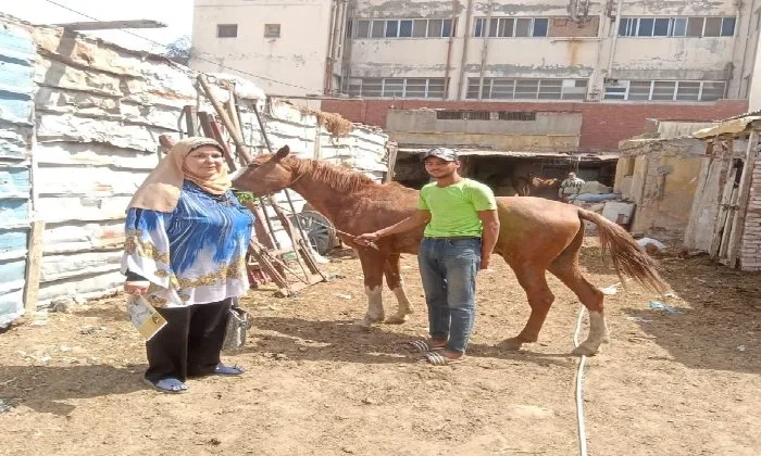 احتجاز حصان وإيداعه في مقر جمعية رعاية الحيوان ببورسعيد