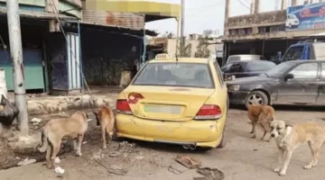 احتجاز عميد متعاقد بتهمة قتل كلب يثير تفاعلاً حاداً Among الأردنيين ويعيد الجدل حول الكلاب الضالة ويدفع بحركة ‘إحمونا’ إلى الساحة قريباً