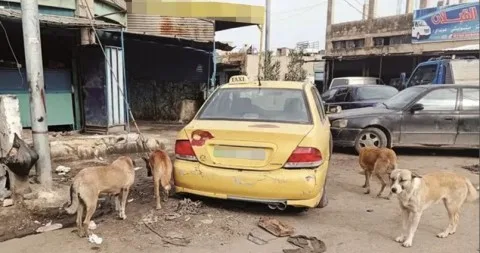 احتجاز عميد متعاقد بتهمة قتل كلب يثير تفاعلاً حاداً Among الأردنيين ويعيد الجدل حول الكلاب الضالة ويدفع بحركة ‘إحمونا’ إلى الساحة قريباً احتجاز عميد متعاقد بتهمة قتل كلب يثير تفاعلاً حاداً Among الأردنيين ويعيد الجدل حول الكلاب الضالة ويدفع بحركة ‘إحمونا’ إلى الساحة قريباً