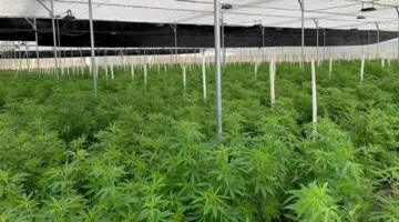 احتجاز مسن وزوجته لمدة 4 أيام بتهمة زراعة وتوزيع الحشيش في الإسكندرية