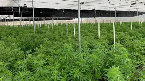 احتجاز مسن وزوجته لمدة 4 أيام بتهمة زراعة وتوزيع الحشيش في الإسكندرية