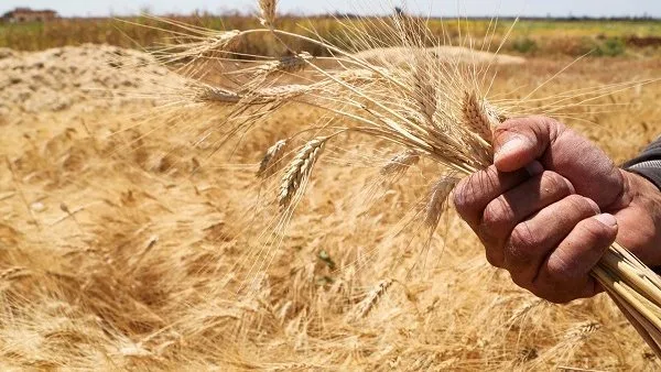 ارتفاع حصيلة توريد القمح المحلي لأكثر من 26 ألف طن بالإسماعيلية