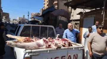 استعادة 500 كيلوجرام من اللحوم غير الصالحة للاستهلاك خلال حملة شاملة في منوف