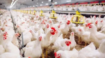 استفسار رسمي للحكومة حول واقع نفوق 30% من الثروة الحيوانية الداجنة
