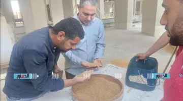 استقبال 164 ألف طن من القمح المحلي في صوامع وشون الحكومة ببني سويف