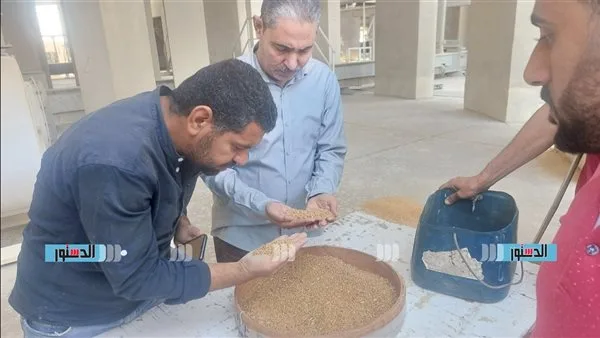 استقبال 164 ألف طن من القمح المحلي في صوامع وشون الحكومة ببني سويف استقبال 164 ألف طن من القمح المحلي في صوامع وشون الحكومة ببني سويف