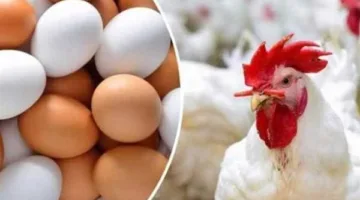 استكشف أسعار الدجاج والبيض اليوم الجمعة في القليوبية