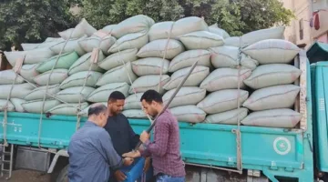 زيادة نسبة توريد القمح المحلي في الإسماعيلية بنسبة 102.5%