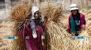 استلام 204 آلاف طن من القمح المحلي في صوامع وشون الحكومة ببني سويف
