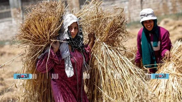 استلام 204 آلاف طن من القمح المحلي في صوامع وشون الحكومة ببني سويف استلام 204 آلاف طن من القمح المحلي في صوامع وشون الحكومة ببني سويف