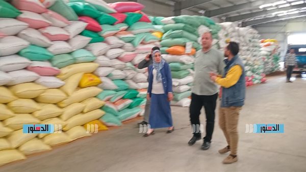 استلام 61 ألف طن و950 كيلو قمح حتى اليوم في كفر الشيخ