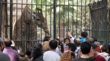 اقتراب انتهاء تطويرها: الإعلان عن موعد الافتتاح الرسمي لحديقة الحيوان بالجيزة