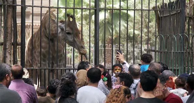اقتراب انتهاء تطويرها: الإعلان عن موعد الافتتاح الرسمي لحديقة الحيوان بالجيزة اقتراب انتهاء تطويرها: الإعلان عن موعد الافتتاح الرسمي لحديقة الحيوان بالجيزة