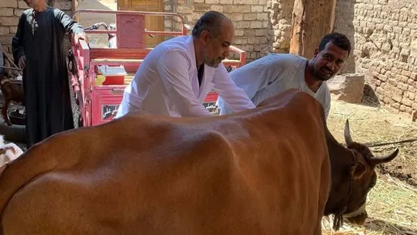 الأربعاء: عيادة بيطرية مجانية في قرية العمارنة بقنا الأربعاء: عيادة بيطرية مجانية في قرية العمارنة بقنا