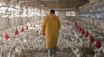 الأرجنتين توقف استيراد الدواجن من البرازيل إثر انتشار إنفلونزا الطيور.