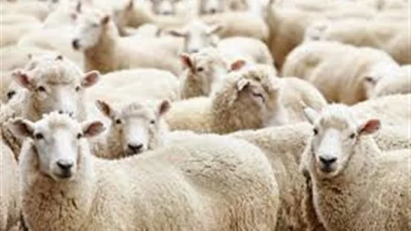 ما هي الفتوى بشأن الاقتراض من البنك لشراء الأضحية؟.. توضيحات من دار الإفتاء ما هي الفتوى بشأن الاقتراض من البنك لشراء الأضحية؟.. توضيحات من دار الإفتاء