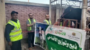 الأورمان تخطط لذبح 30 عجلاً محلياً خلال أيام التشريق في المسلخ العمومي بكفر الشيخ