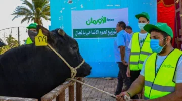 الأورمان تطرح صك الأضحية بقسط شهرى 500 جنيها لزيادة أعداد المستفيدين ببني سويف