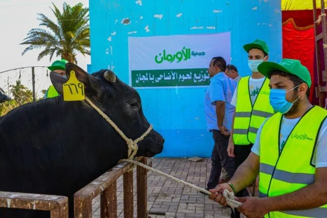 الأورمان تطرح صك الأضحية بقسط شهرى 500 جنيها لزيادة أعداد المستفيدين ببني سويف