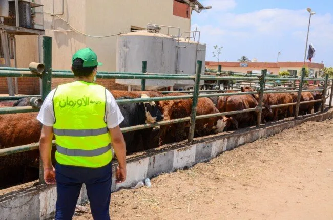 الأورمان تُجري استعدادات مكثفة لاستقبال عيد الأضحى المبارك ببني سويف