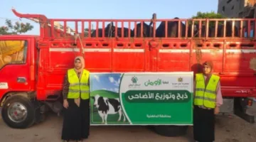«الأورمان» تُجهز لذبح 65 عجلاً محليًا في الدقهلية لتوزيع لحوم الأضاحي على الأسر المحتاجة