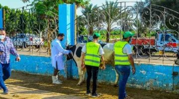 الأورمان في أسوان تذبح 30 عجلًا محليًا لتوزيع اللحوم على الأسر المحتاجة