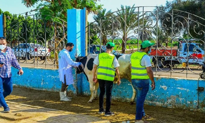 الأورمان في أسوان تذبح 30 عجلًا محليًا لتوزيع اللحوم على الأسر المحتاجة الأورمان في أسوان تذبح 30 عجلًا محليًا لتوزيع اللحوم على الأسر المحتاجة