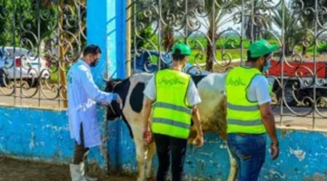 الأورمان والتضامن في أسوان: الكشف عن ذبح 30 رأسًا من الأبقار خلال عيد الأضحى