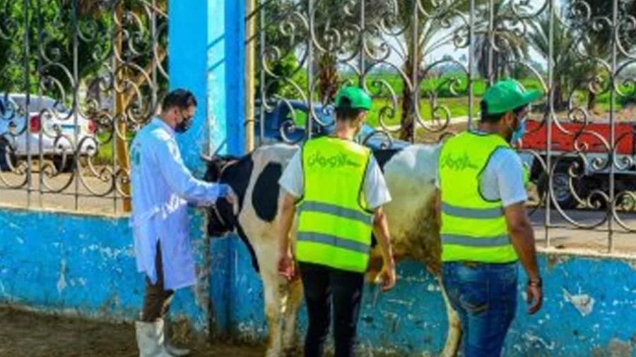 الأورمان والتضامن في أسوان: الكشف عن ذبح 30 رأسًا من الأبقار خلال عيد الأضحى الأورمان والتضامن في أسوان: الكشف عن ذبح 30 رأسًا من الأبقار خلال عيد الأضحى