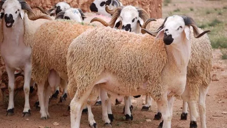 الأوقاف تحدد سعر صك الأضحية بـ9500 جنيه