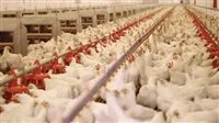 الإصابة كانت أقل من 0.4%: “الخدمات البيطرية” تكشف عن مسح كامل لـ 950 مزرعة للدواجن