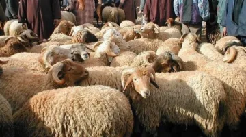 الإفتاء: الأضحية عبادة مرتبطة بذبح الدم ولا يمكن تعويضها بالصدقات.