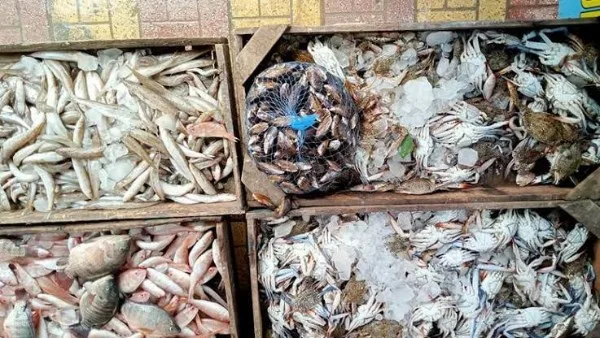 الاكتفاء الذاتي أولا.. سبب حظر خروج الثروة السمكية من الوادي الجديد