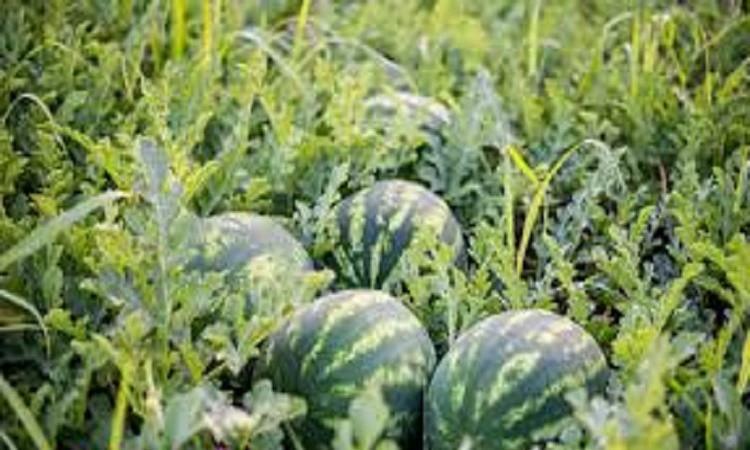 البحوث الزراعية: جميع المحاصيل الزراعية في مصر غير معدلة وراثيًا
