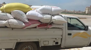 البحيرة تزود بأكثر من 274 ألف طن من القمح منذ بداية الموسم