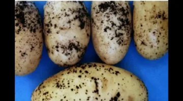 البطاطس تحت الأضواء: أسباب كونها غذاءً مميزاً رغم تقييمها السلبي؟