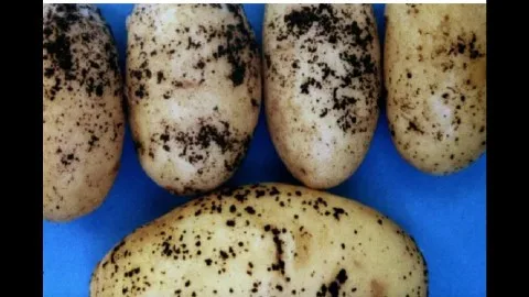 البطاطس تحت الأضواء: أسباب كونها غذاءً مميزاً رغم تقييمها السلبي؟ البطاطس تحت الأضواء: أسباب كونها غذاءً مميزاً رغم تقييمها السلبي؟